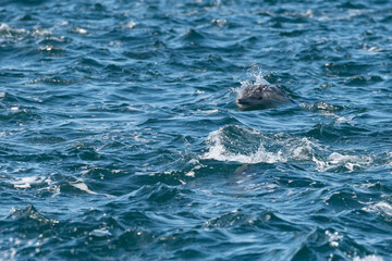 Pod of common dolphins in the Pacific Ocean	 - 764375885