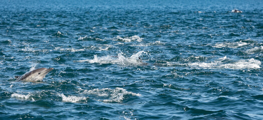 Pod of common dolphins in the Pacific Ocean	 - 764376024