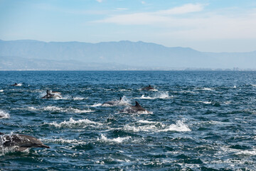 Pod of common dolphins in the Pacific Ocean	