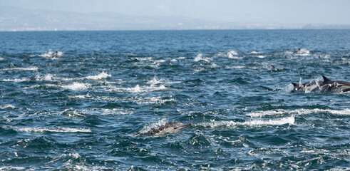 Pod of common dolphins in the Pacific Ocean	 - 764376089