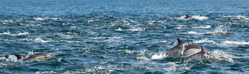 Pod of common dolphins in the Pacific Ocean	 - 764376230