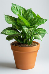 Fresh green potted plants isolated against a neutral backdrop, illustrating the beauty of indoor foliage