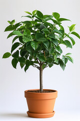 Fresh green potted plants isolated against a neutral backdrop, illustrating the beauty of indoor foliage