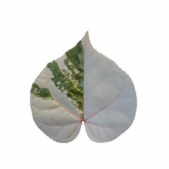Close up of a Thespesia Populnea Variegated leaf showing the  scaleton