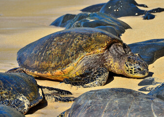Sea turtles on the beach in Maui, HI, November