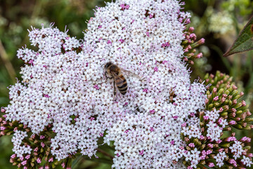 Valeriana y abeja