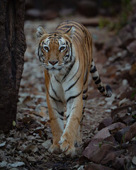 bengal tiger in the forest