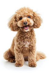 Cute toy poodle sitting on white floor isolated on white studio background. full length shot.