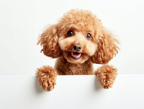 Happy cute poodle dog peeking out and hanging its paw on blank poster board against white background. Blank copyspace for text.
