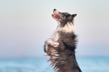 An excited Border Collie dog stands on hind legs at the beach, reaching for something unseen