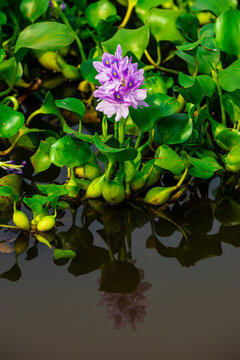 Water lily lotus nymphaea flowers