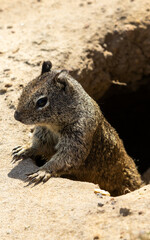 Squirrel Coming Out Of Hole In Ground