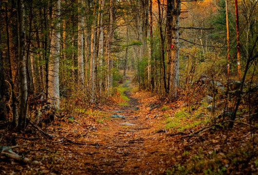 Path in the woods with a colorful fall landscape