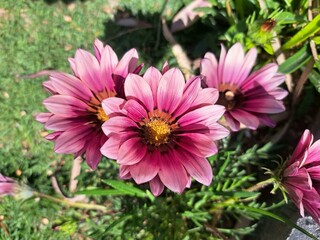 Obraz premium pink flower