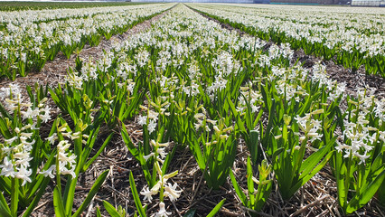 Field with pure white blooming hyacinths.