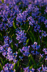 Field with pure blue blooming hyacinths.