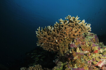 Fototapeta na wymiar Fan-shaped hard coral on a blue oceanic background 