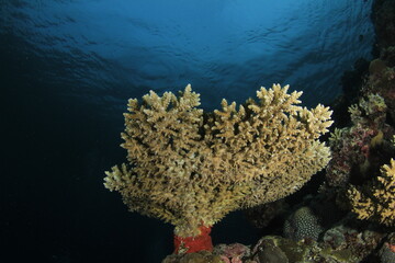 Fan-shaped hard coral landscape on the bottom of the Indian Ocean