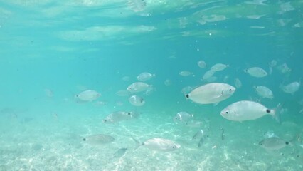 Clear waters revealing a shoal of fish at Ghiaie beach on Elba island. Tuscan archipelago nestled in the Mediterranean Sea, off the coast of Italy.
