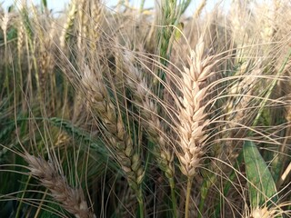 Close-up view of wheat field in village.