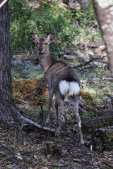 deer in the woods