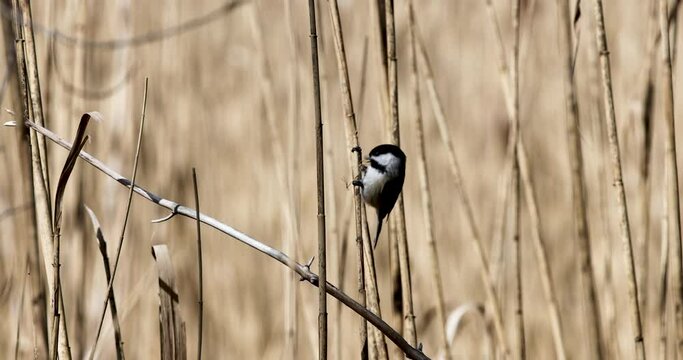 black-capped chickadee perched on cattail stalk eating seeds