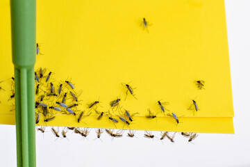 Yellow sticky paper with trapped fungus gnats closeup