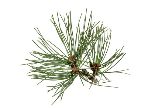 Fresh pine branch with long green needles isolated cutout on transparent