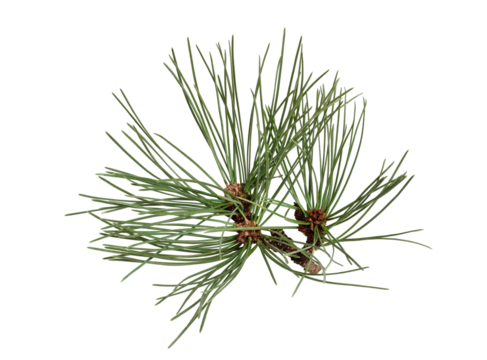 Fresh pine branch with long green needles isolated cutout on transparent