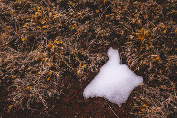 Seasonal shift: delicate snow amidst yellowing weeds, a stark reminder of climate change