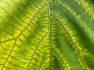 background of teak leaf texture.