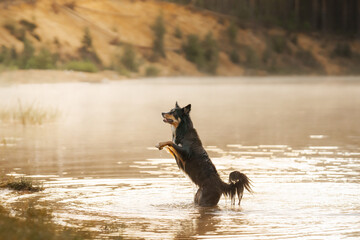 A vibrant Border Collie dog stands mid-splash in a river, paws raised in anticipation, set against a serene backdrop of nature