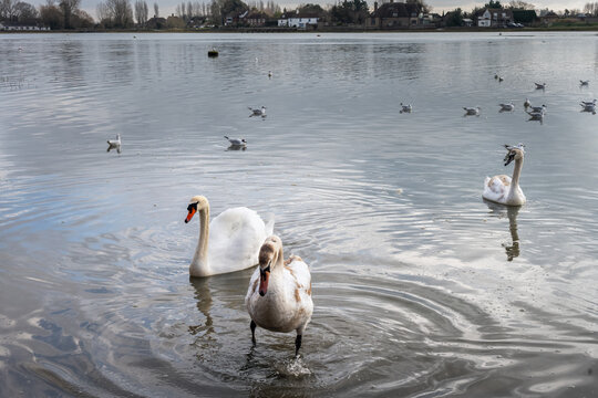 Family of swans on Bosham channel, West Sussex, England