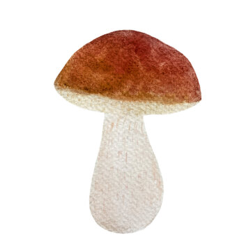 Watercolor porcini mushroom isolated on white