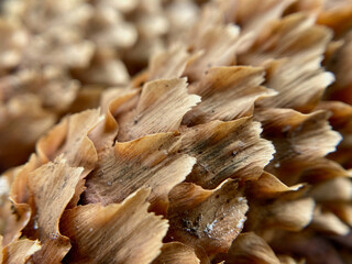 Close-up shot of the surface of pine cones