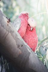 Pink Galahs in the Adelaide Hills