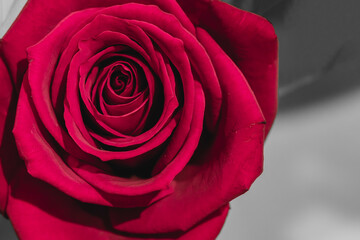 薔薇の花と折り重なった花びらのアップ　バレンタイン・記念日・プレゼント