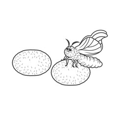 illustration of silkworm cocoon, vector art.