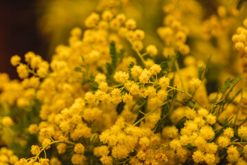 たくさん咲いた黄色いミモザの花