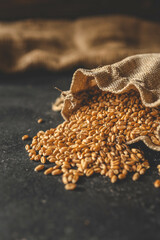 Wheat grain spills out of burlap on a black background
