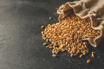 Wheat grain spills out of burlap on a black background