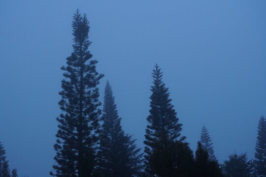 Bosque con neblina, pinos y niebla 