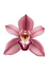 Fototapeta na wymiar Orchid Flower Isolated