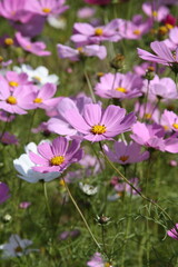 Fototapeta premium 구절초