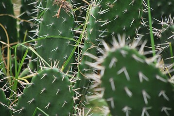 En las zonas mas aridas hay cactus,espinosos.