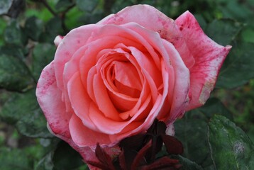 Flores regalando aromas y colores desde muy temprano en la mañana.