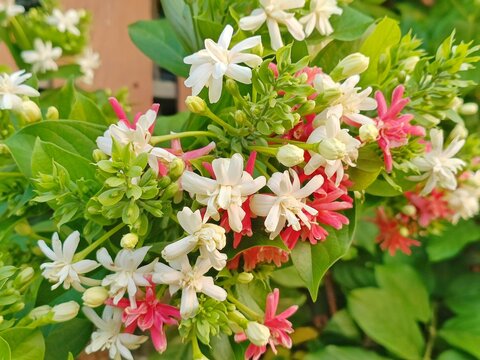 Quisqualis indica also known as the Chinese honeysuckle, Rangoon Creeper, and Combretum indicum