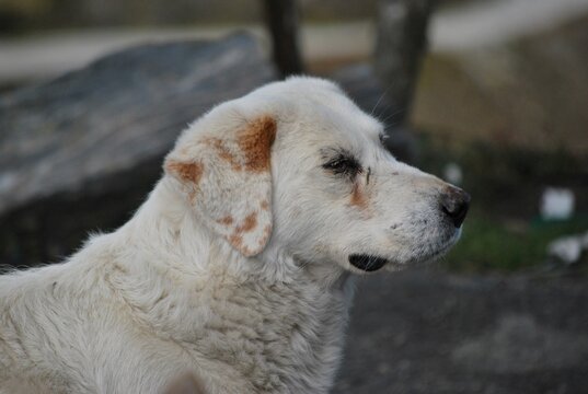 Nuestro mejor amigo en los Andes,el perro Mucuchies raza unica de estas regiones.