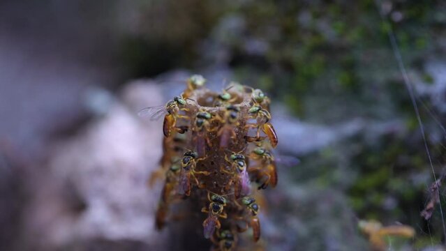 Adult Jatai bee with selective focus