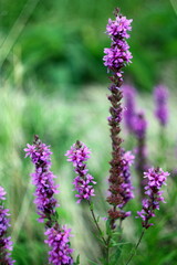 flowers in the field